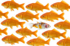 School of gold fish, one different 