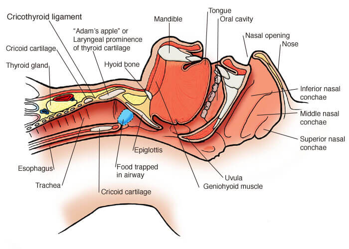 Airways snoring