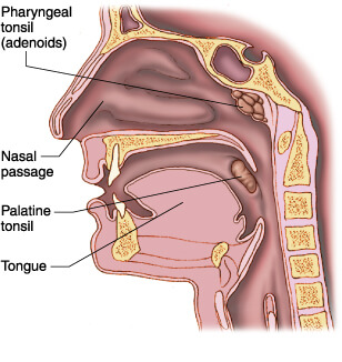 tonsil diagram